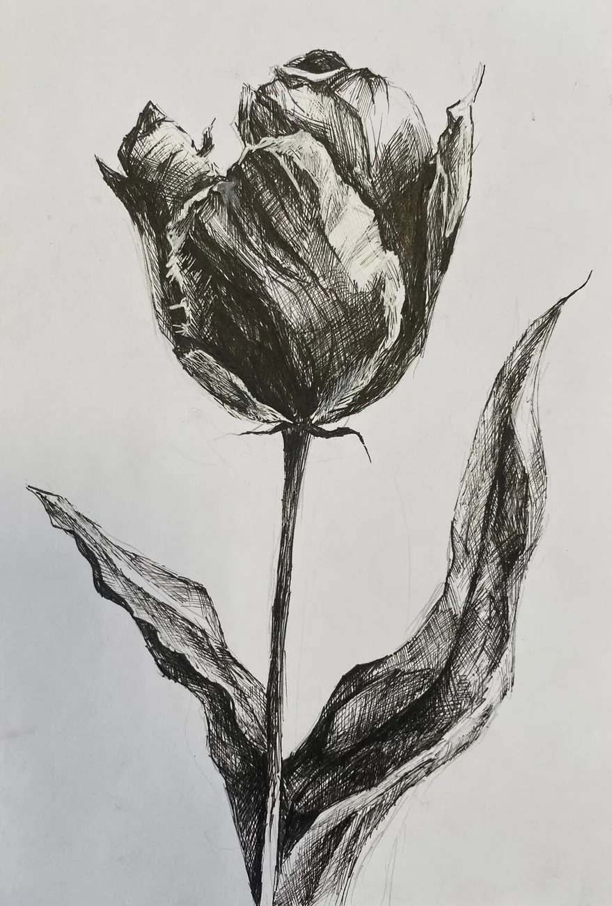 Тюльпан. Рисунок на бумаге тушью и пером.